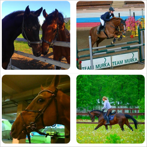 Школа верховой езды Excellent Horse Фото 1.