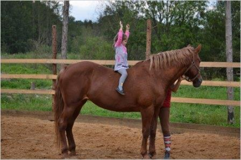 Школа верховой езды "Hello Horse" Фото 3.