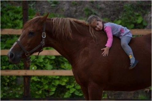 Школа верховой езды "Hello Horse" Фото 4.